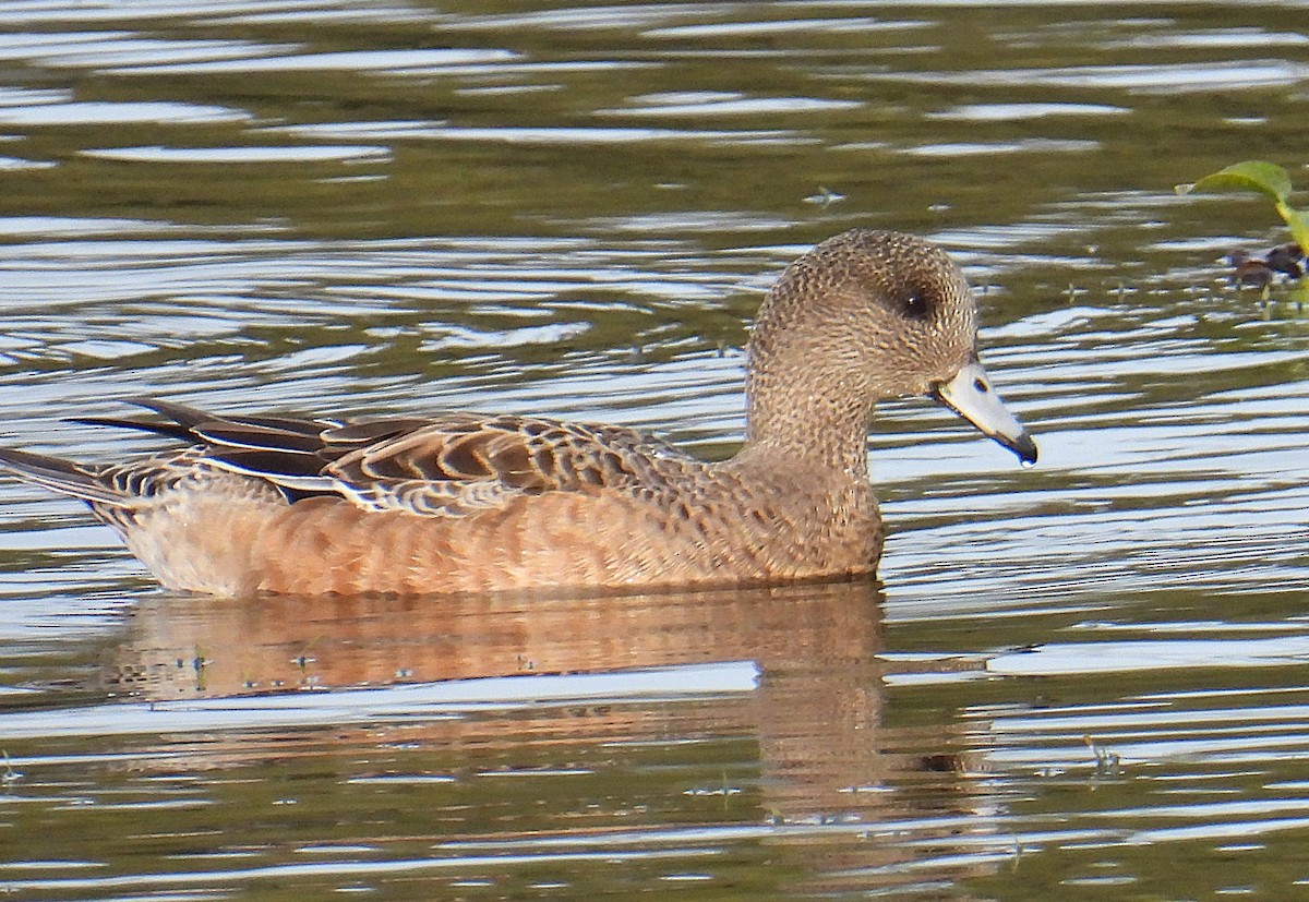 葡萄胸鴨 - ML647083154