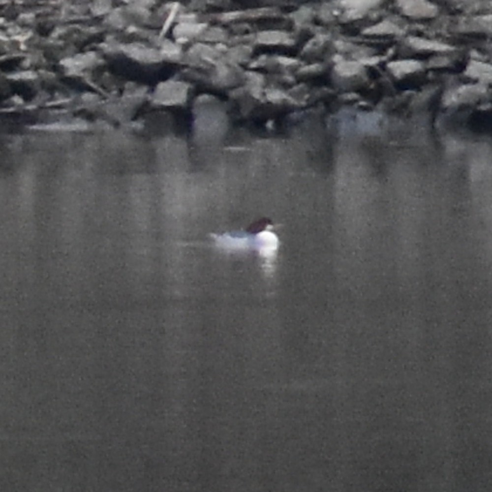 川秋沙 - ML647083155