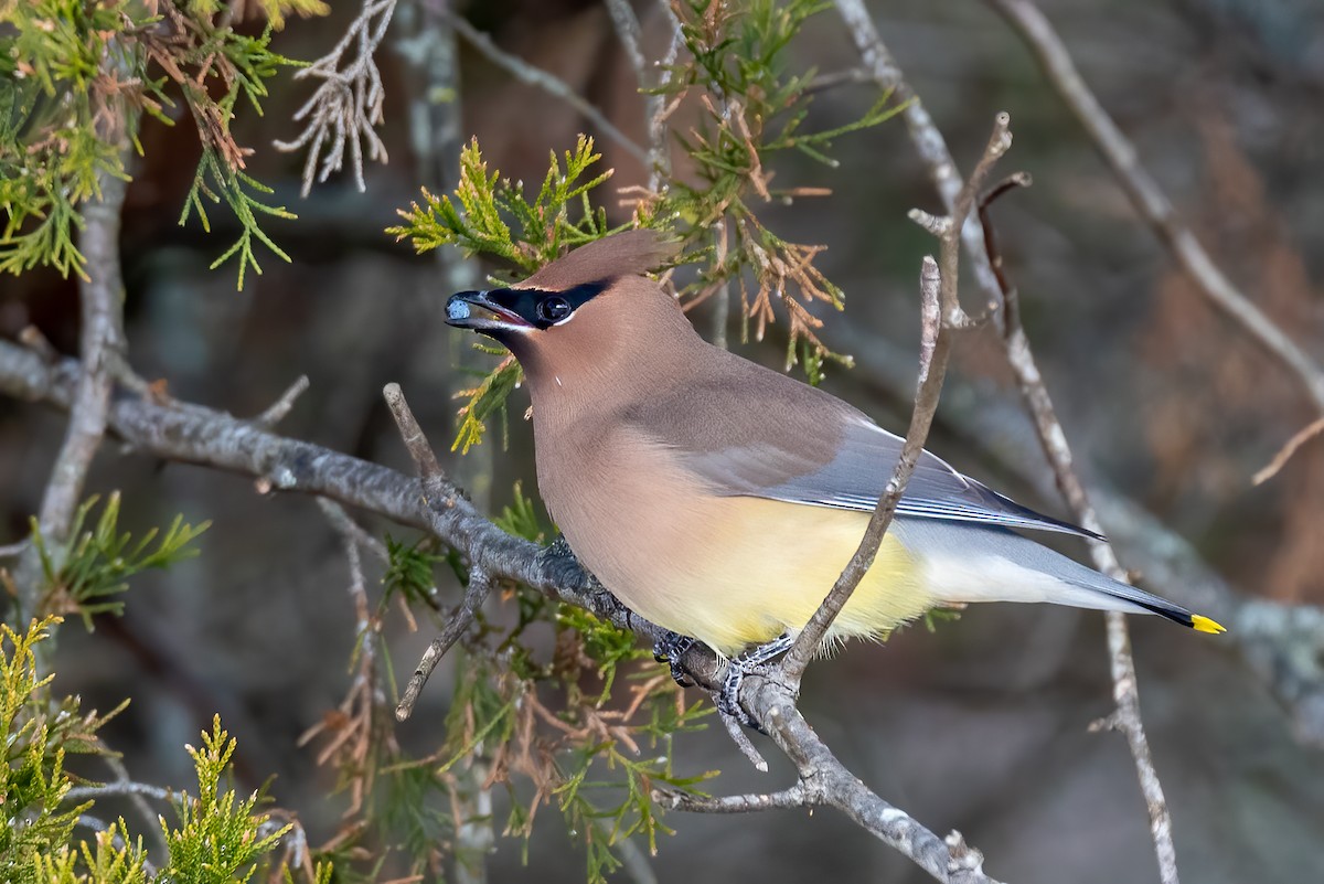 Cedar Waxwing - ML647083156