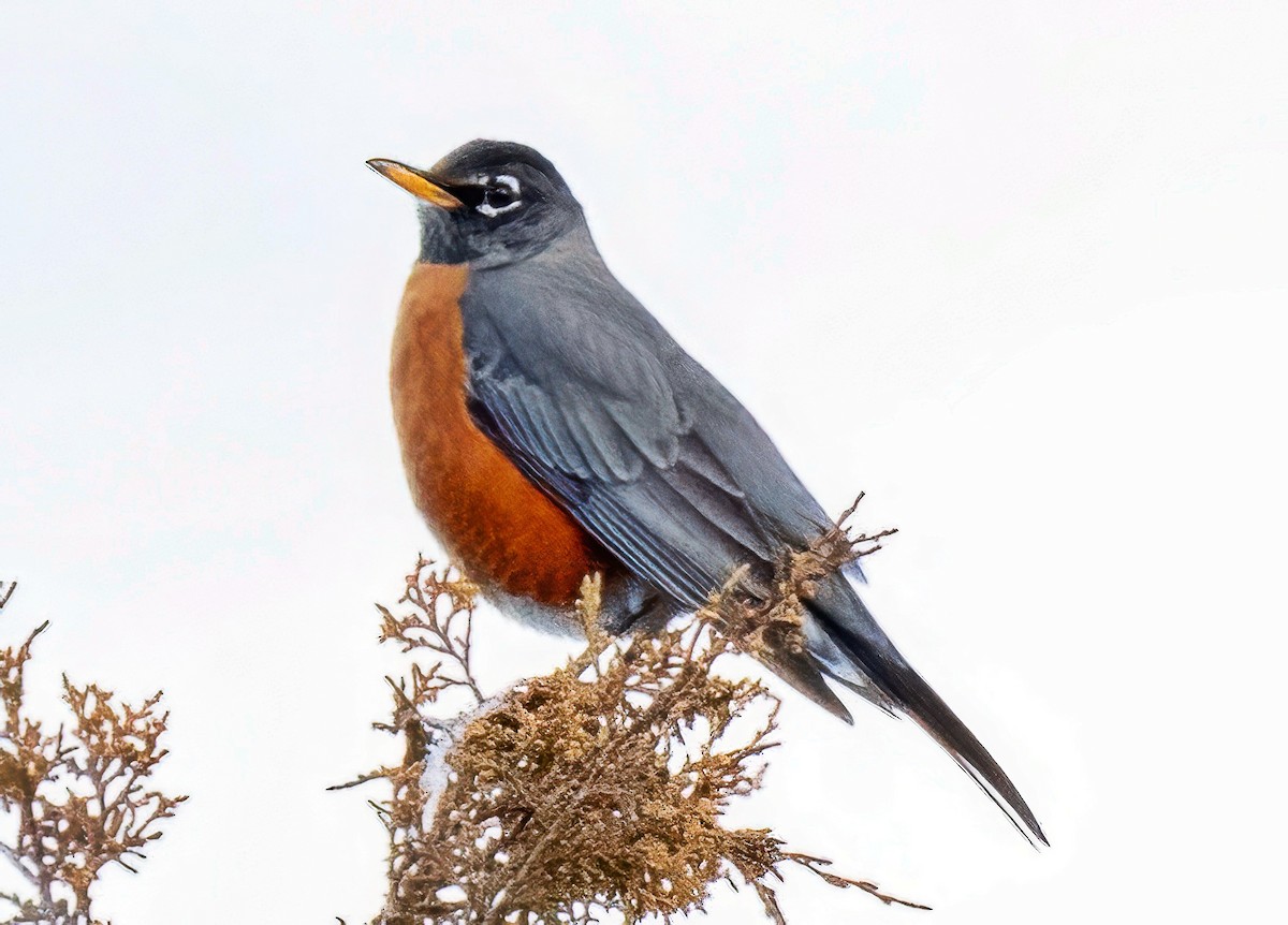 American Robin - ML647083158