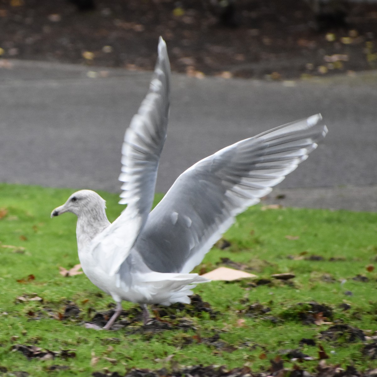 Glaucous-winged Gull - ML647083159