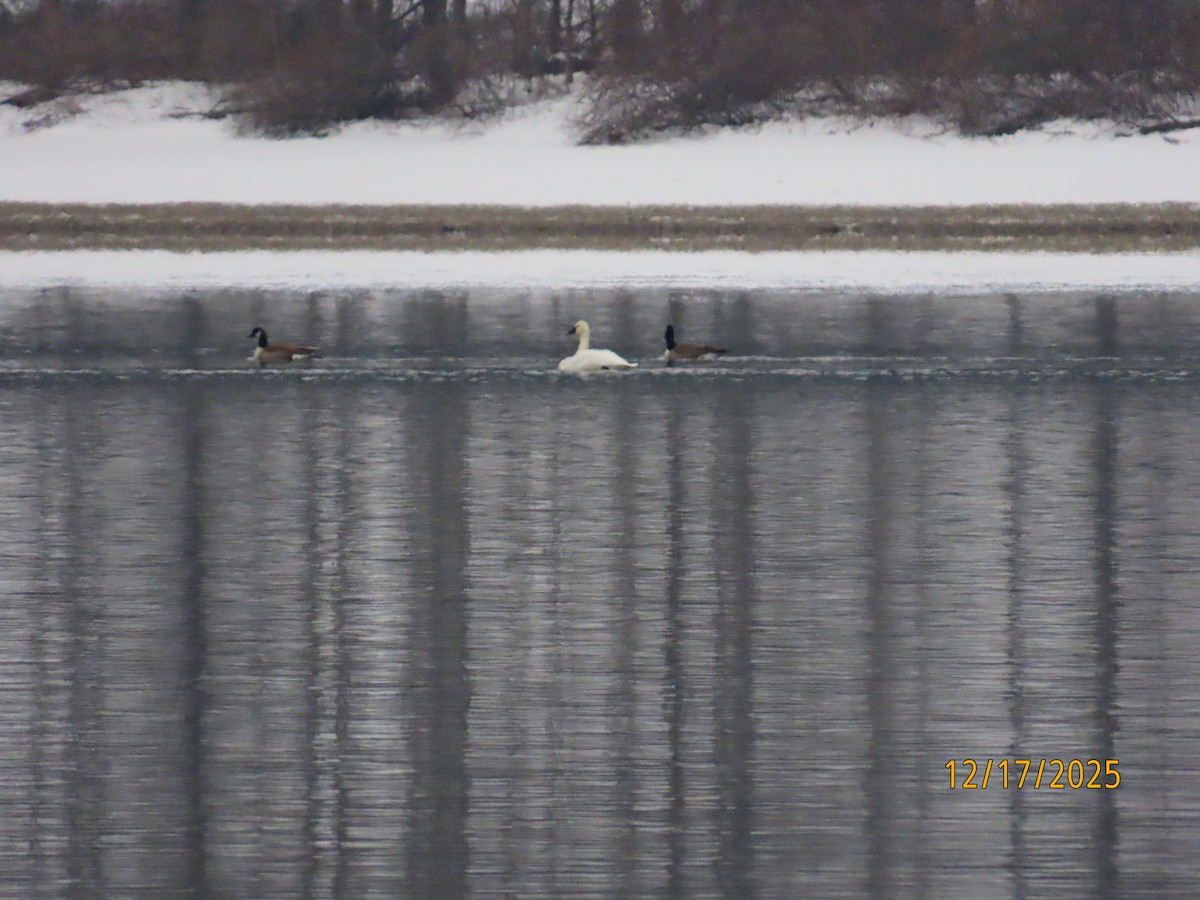 小天鵝 - ML647083160