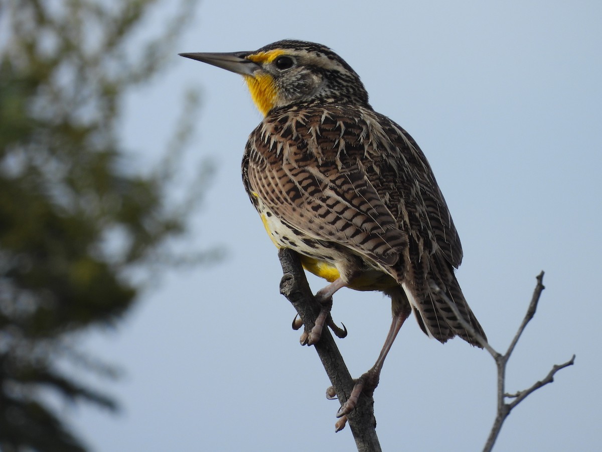 Western Meadowlark - ML647083162