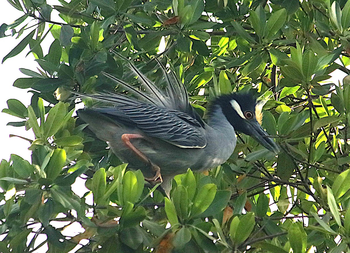 Yellow-crowned Night Heron - ML647083163