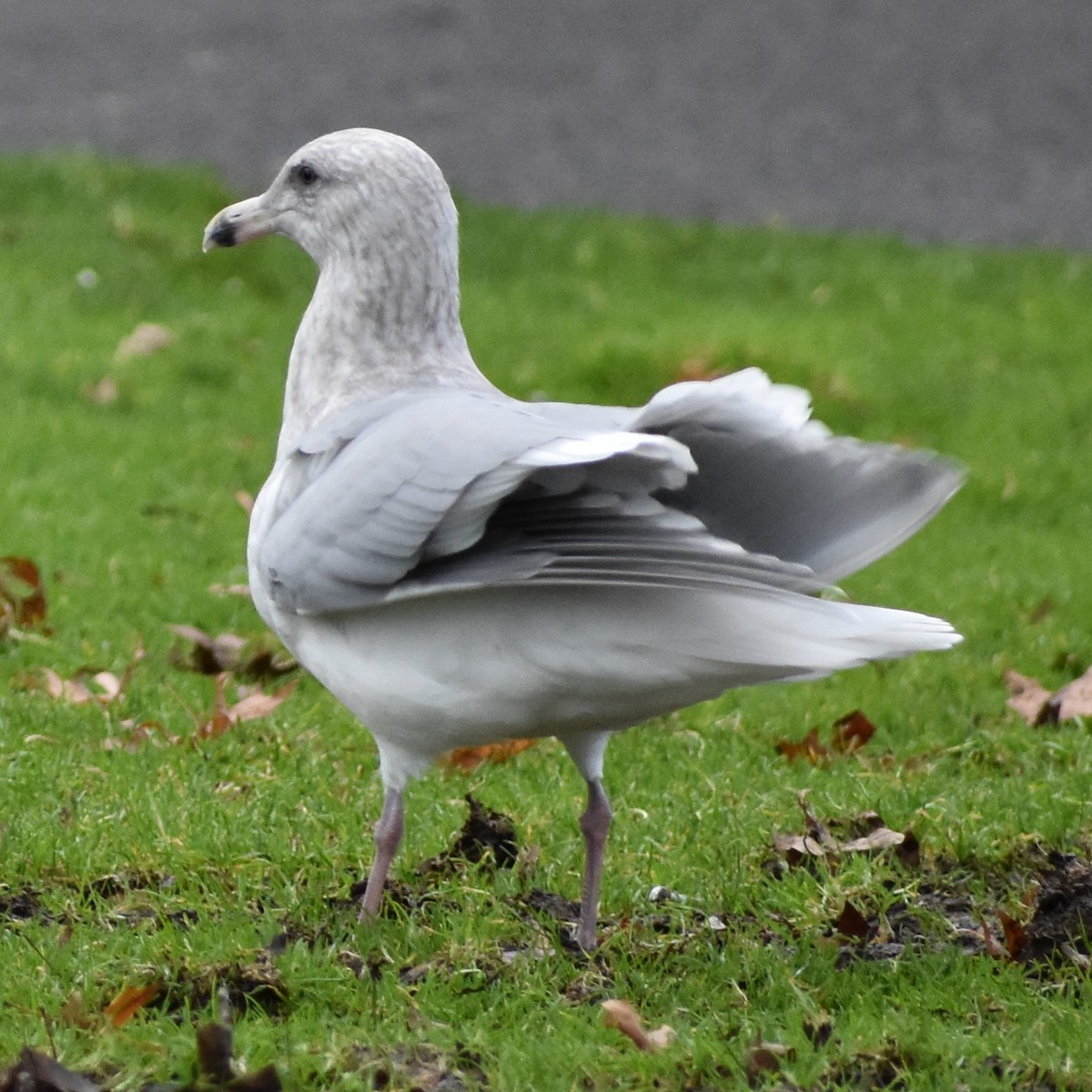 Goéland à ailes grises - ML647083167
