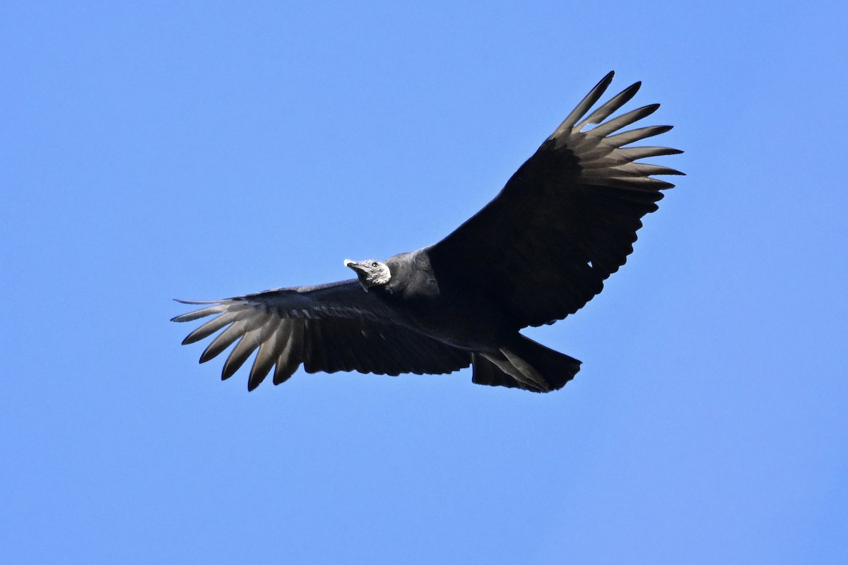 Black Vulture - ML647083169
