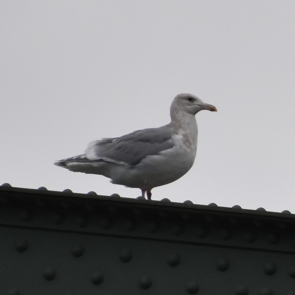 Goéland à ailes grises - ML647083170