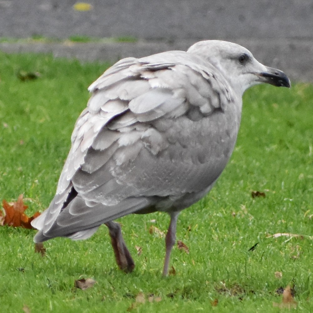 Goéland à ailes grises - ML647083171