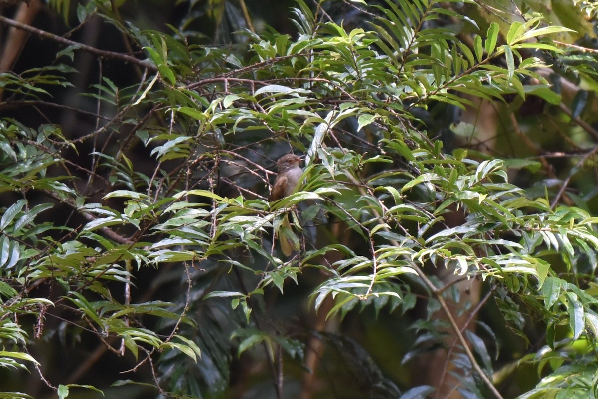 Spectacled Bulbul - ML647083172