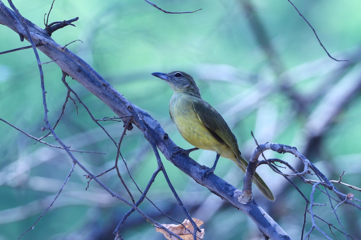 Yellow-bellied Greenbul - ML647083175