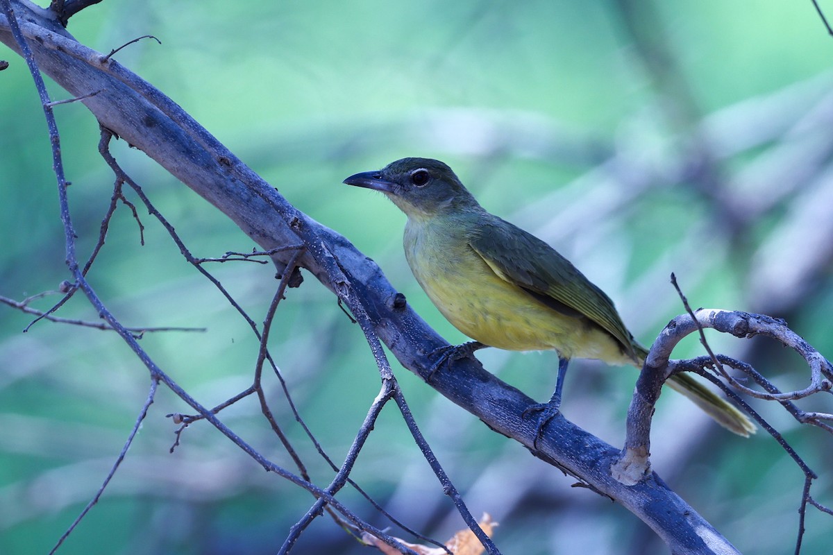 Yellow-bellied Greenbul - ML647083176