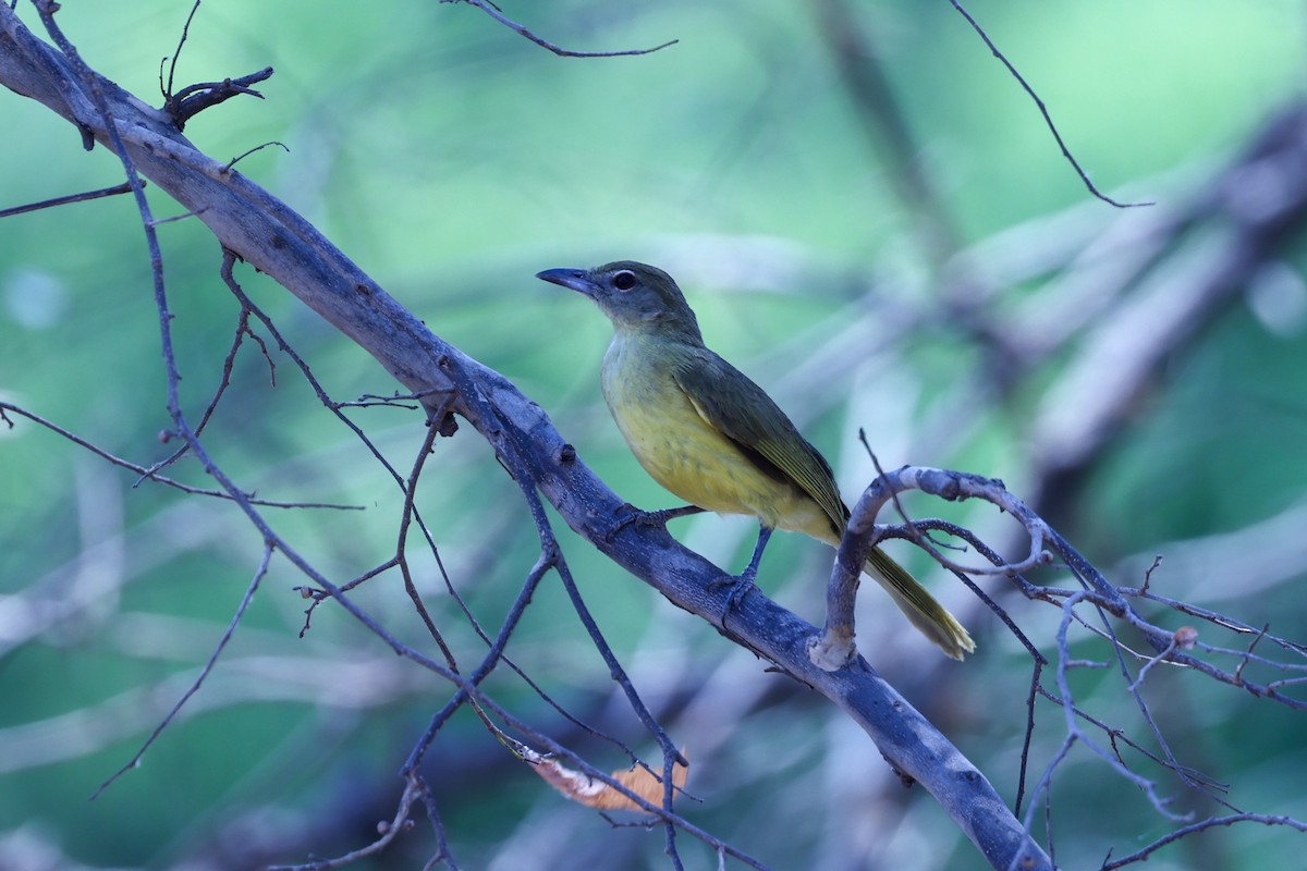 Yellow-bellied Greenbul - ML647083177