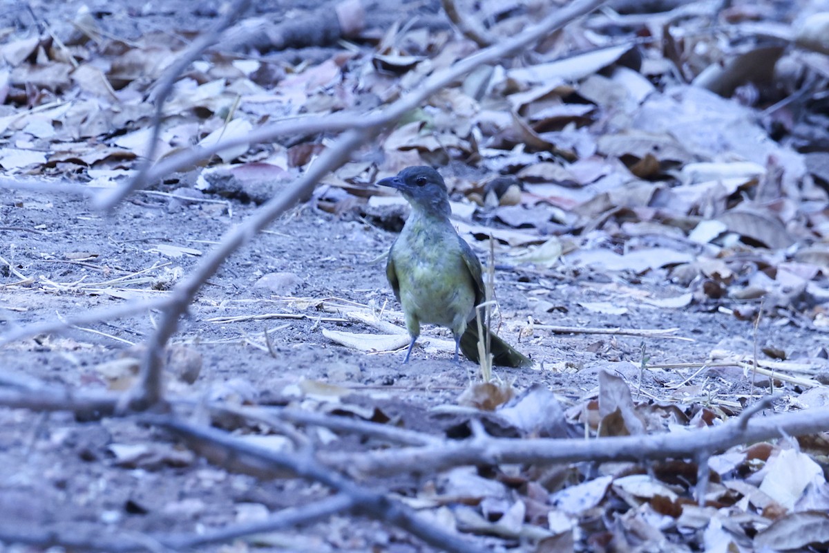 Yellow-bellied Greenbul - ML647083178