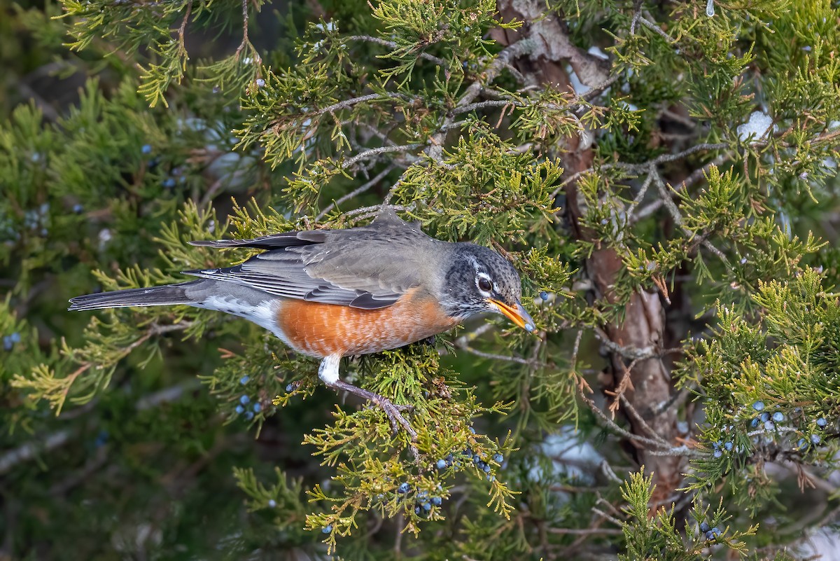 Странствующий дрозд - ML647083179