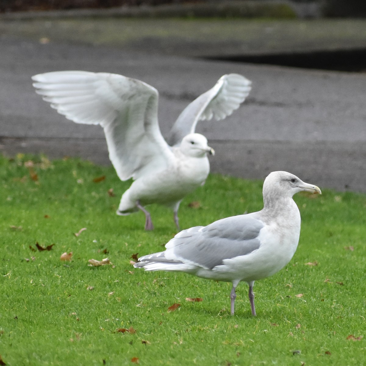 Goéland à ailes grises - ML647083180