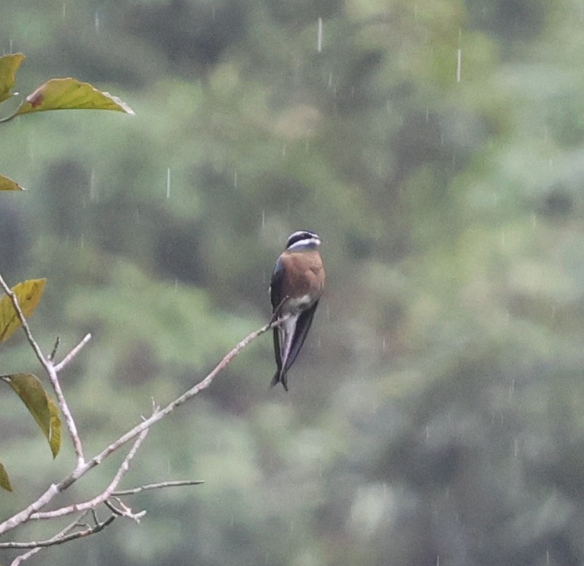 Whiskered Treeswift - ML647083181