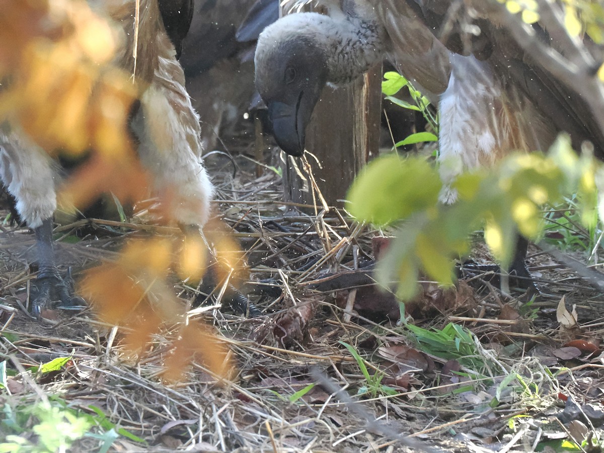 White-backed Vulture - ML647083182