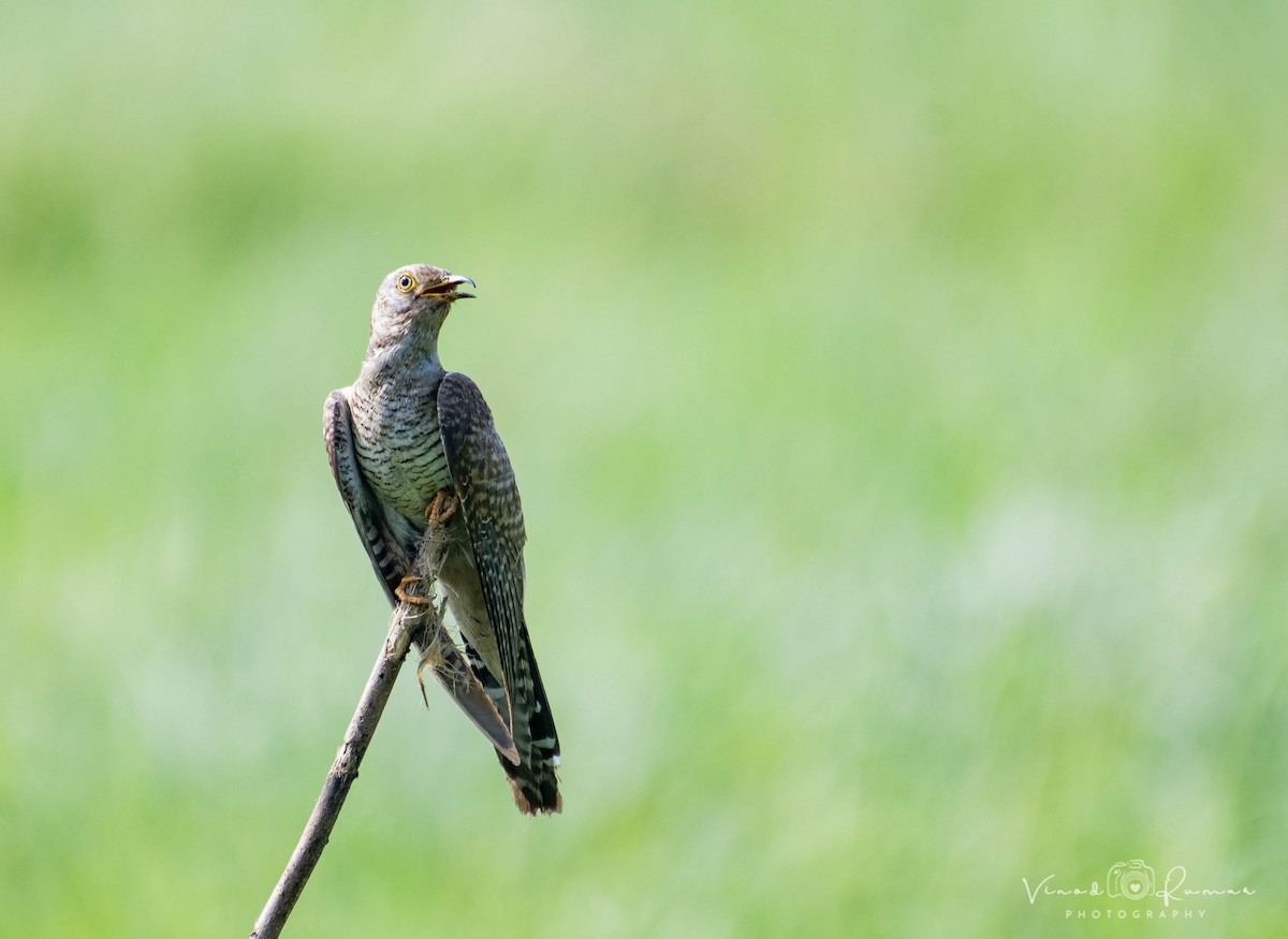 Common Cuckoo - ML647083188