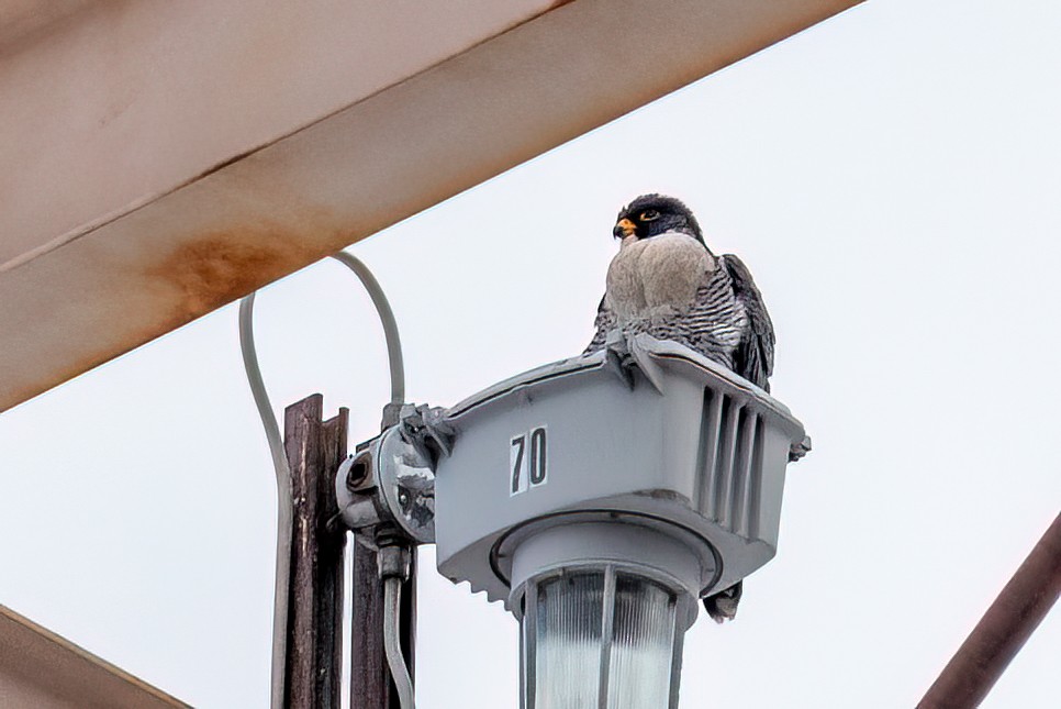 Peregrine Falcon - ML647083196