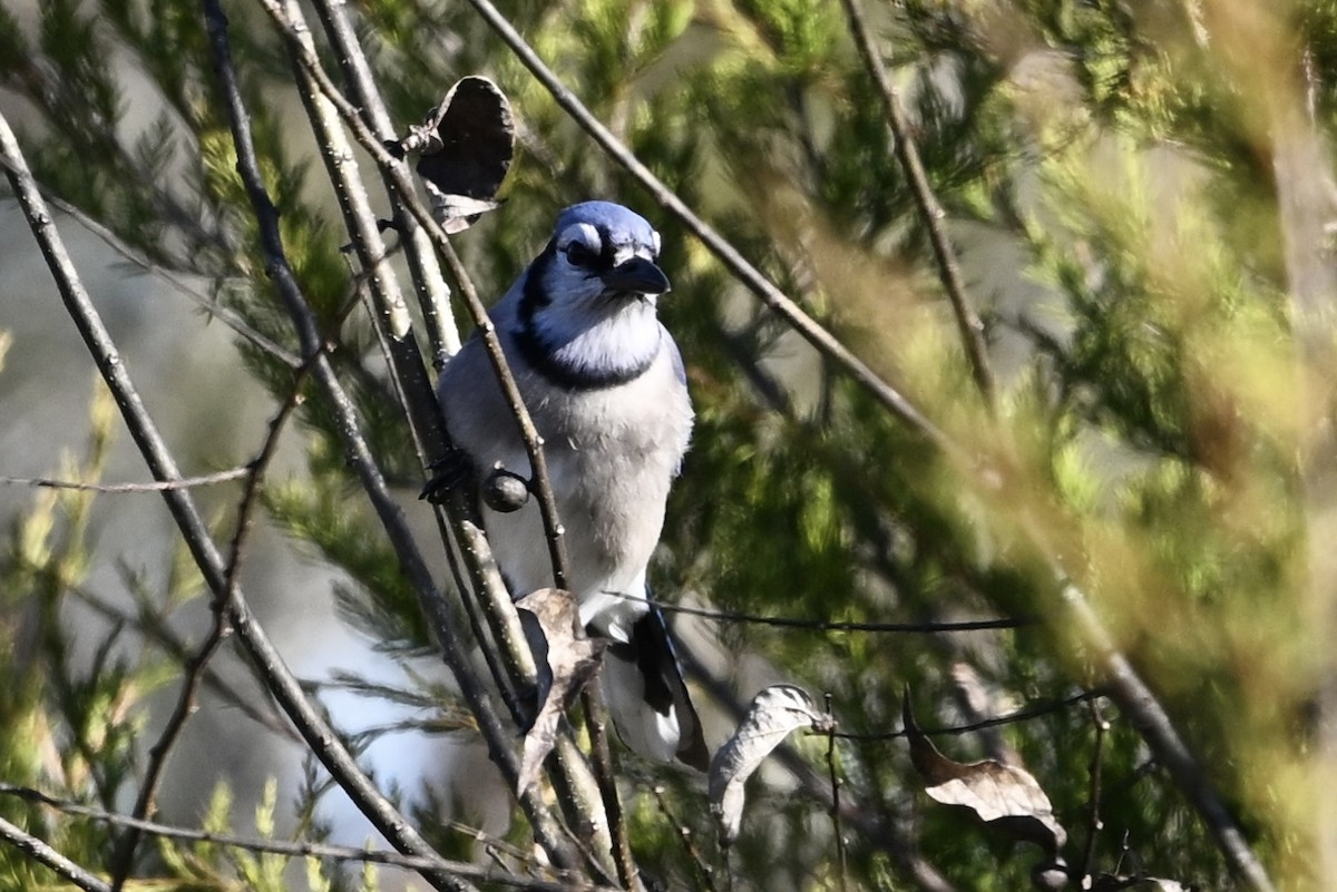Blue Jay - ML647083198