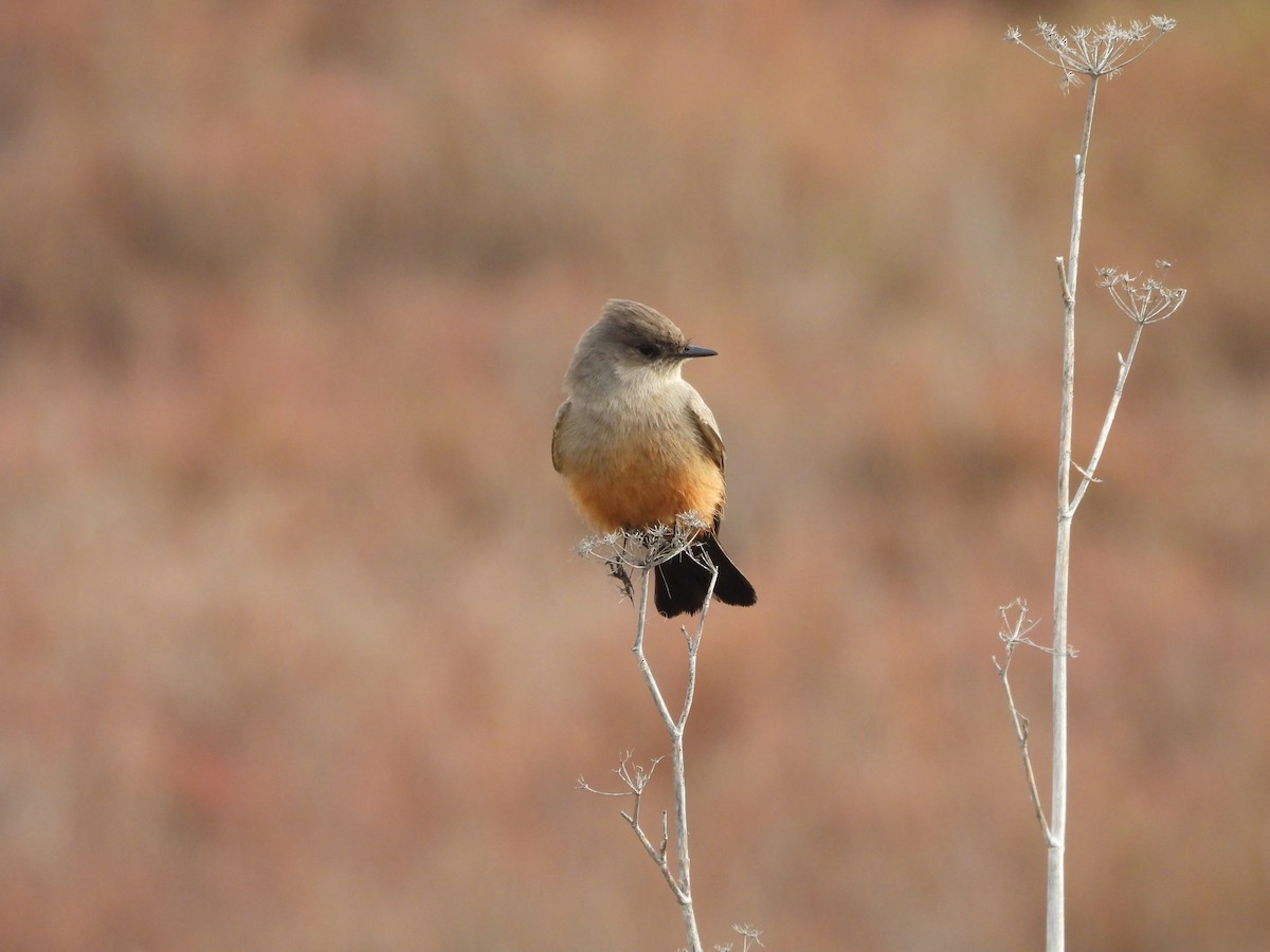 Say's Phoebe - ML647083199