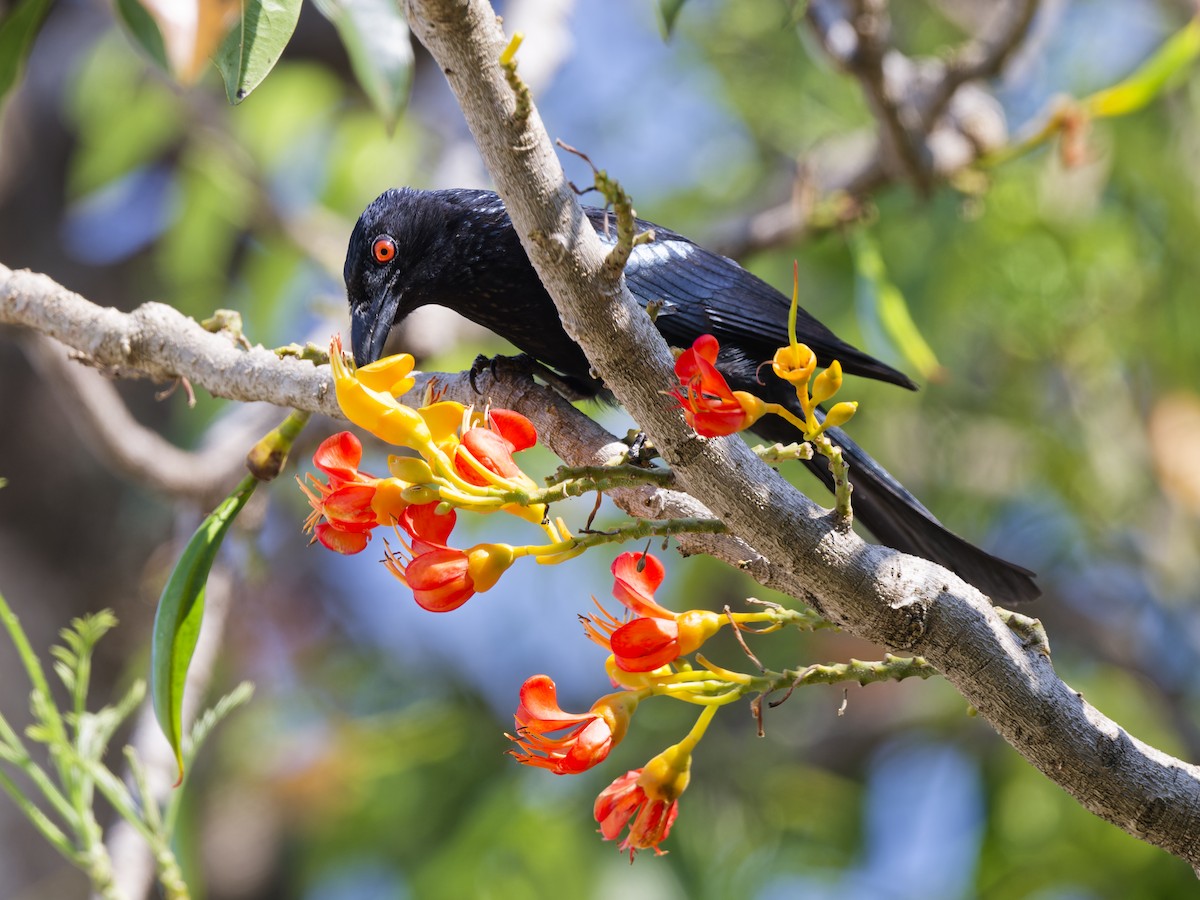 Spangled Drongo - ML647083201