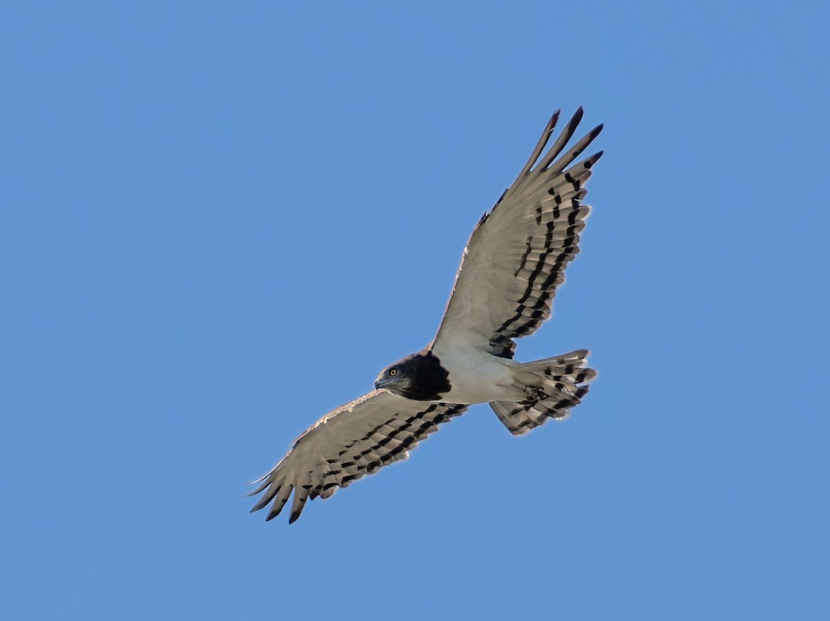 Змієїд чорноволий - ML647083206