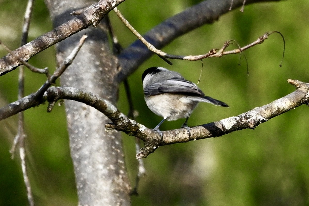 Carolina Chickadee - ML647083209