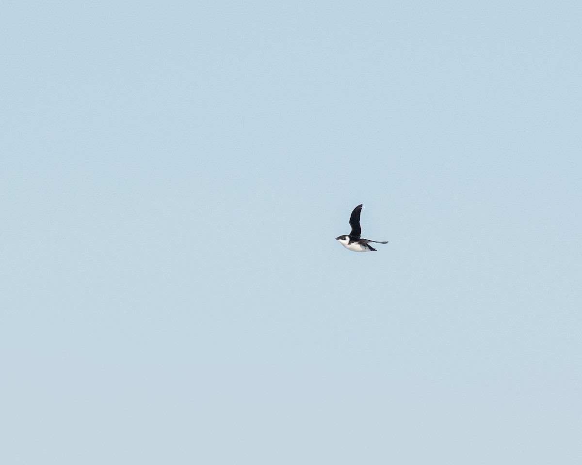 Люрик - ML647083213