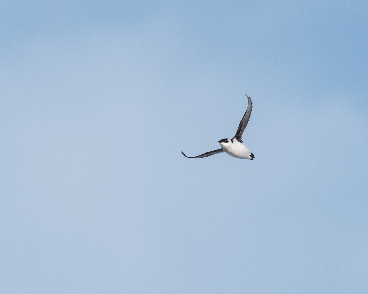 Люрик - ML647083217