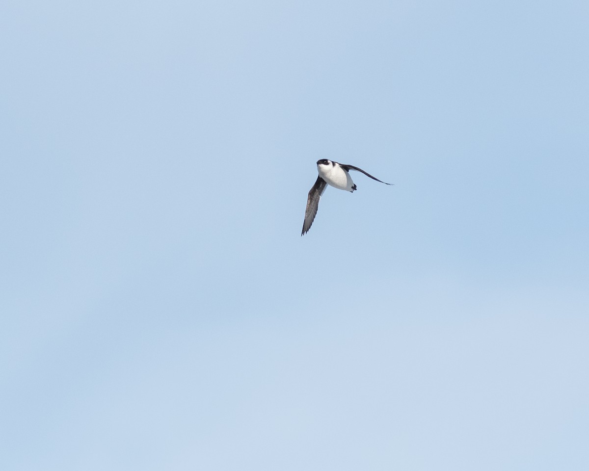 Люрик - ML647083218