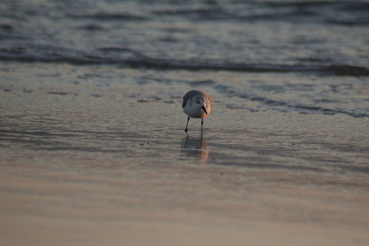 Гурвалж элсэг - ML647083220