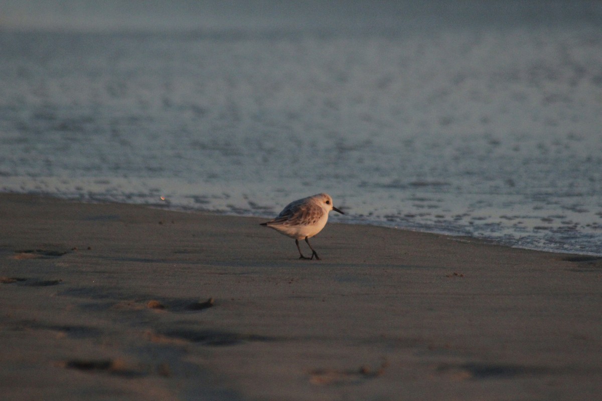 Гурвалж элсэг - ML647083226