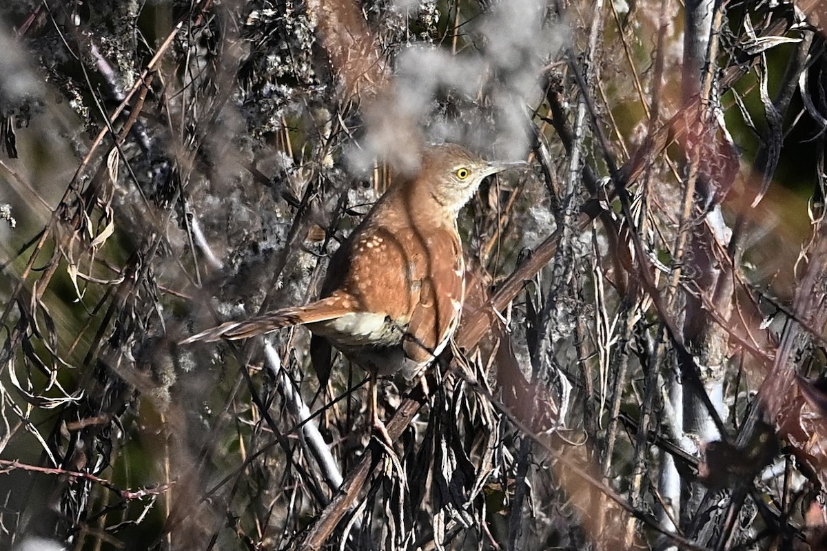 Brown Thrasher - ML647083230