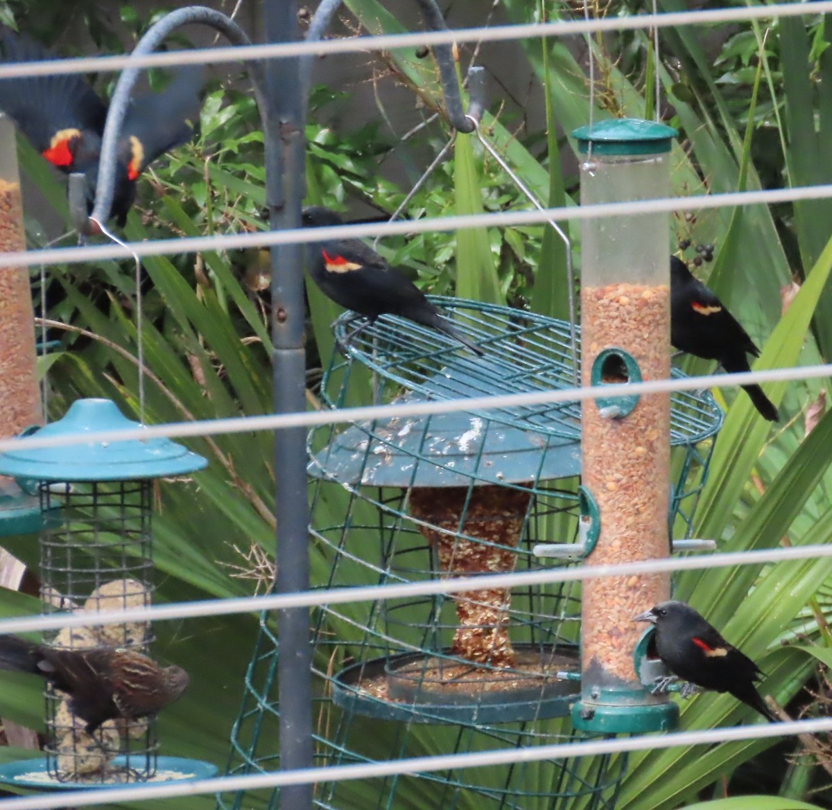 Red-winged Blackbird - ML647083232