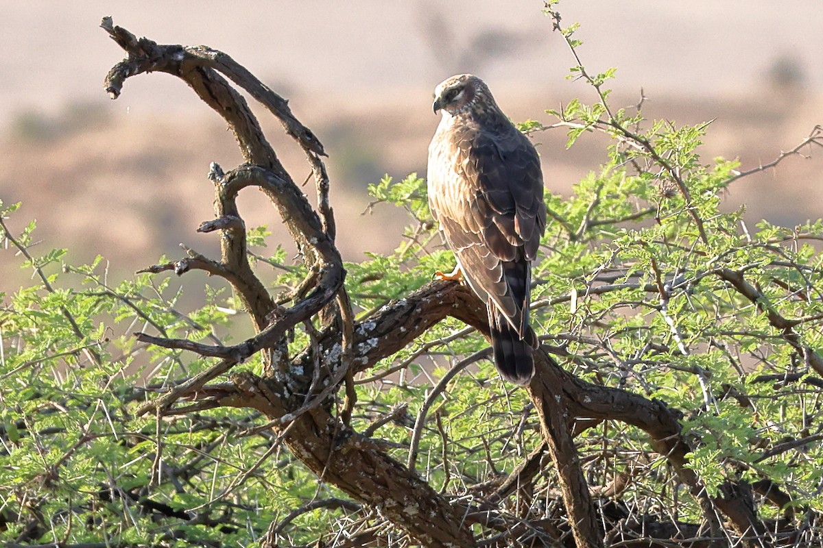 Pallid Harrier - ML647083236