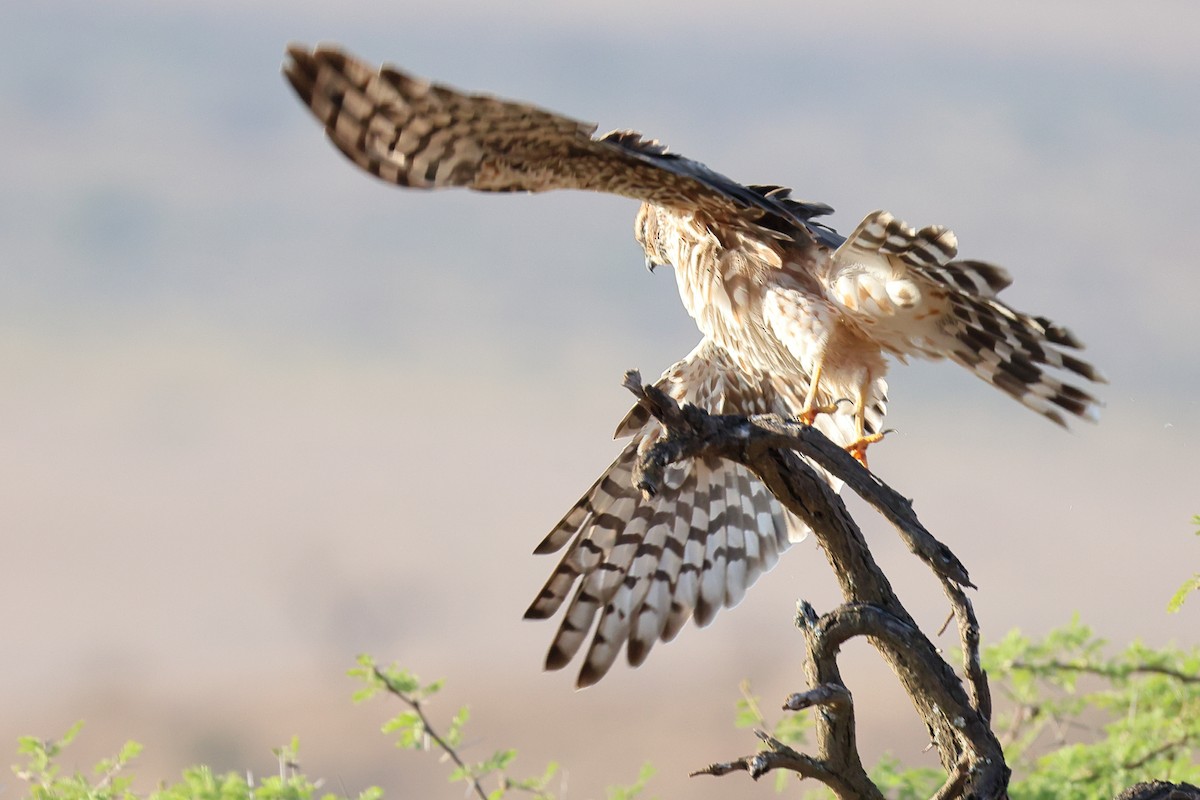 Pallid Harrier - ML647083237