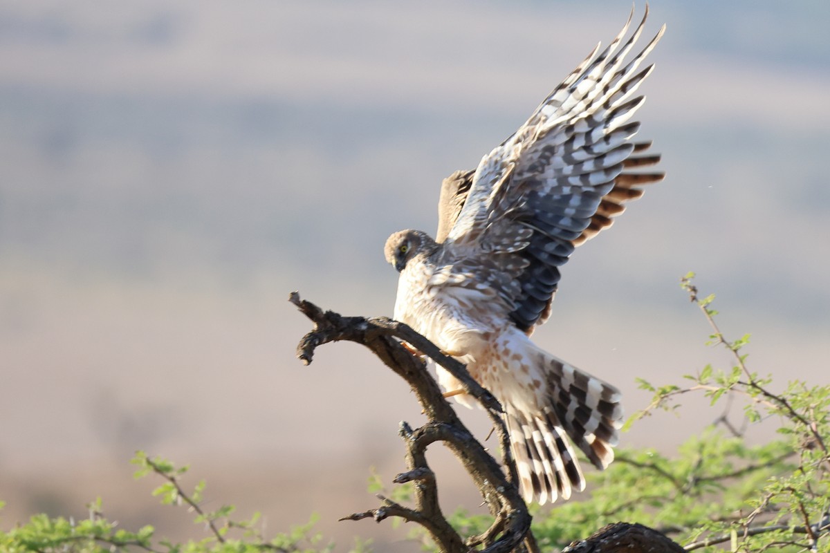 Pallid Harrier - ML647083238