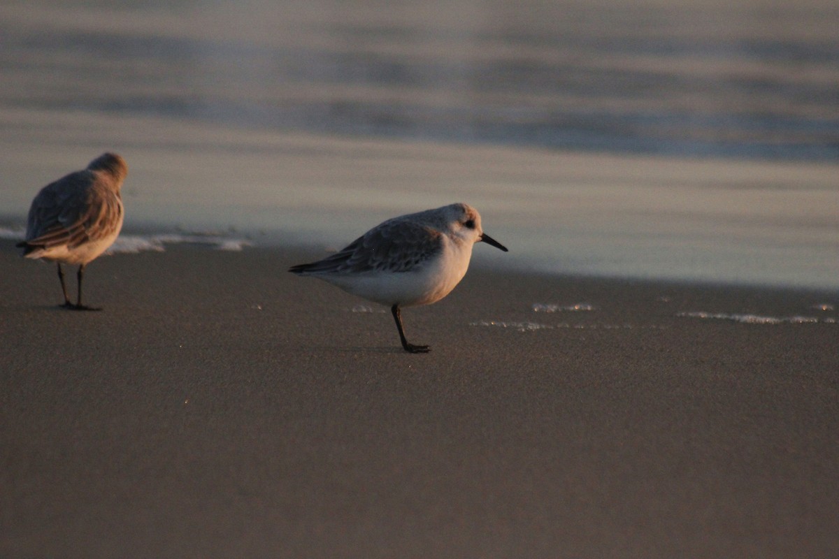 Гурвалж элсэг - ML647083239
