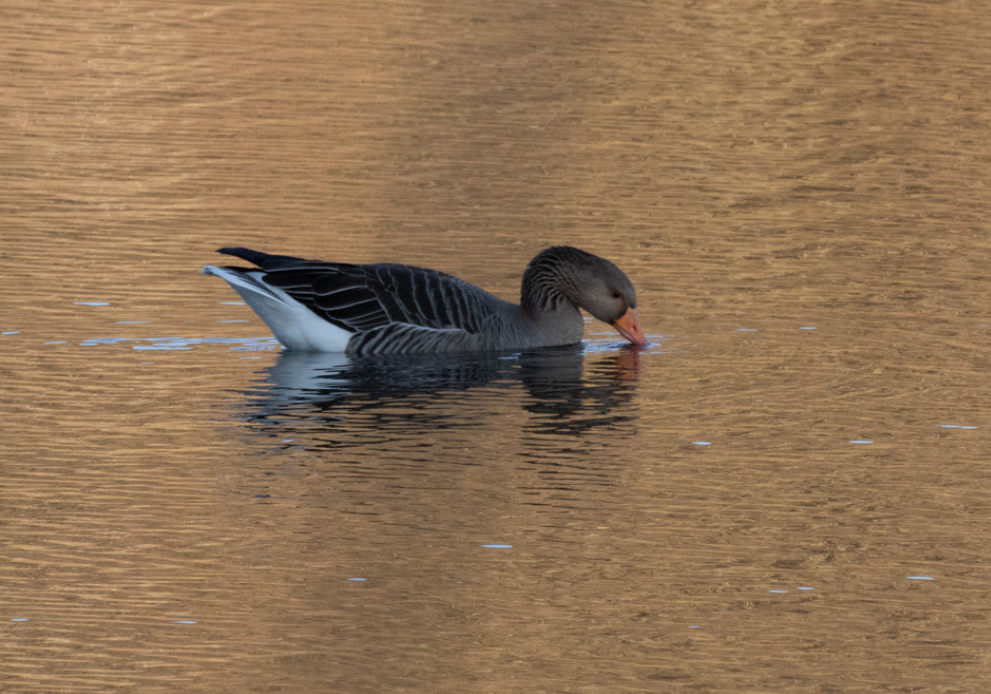 灰雁 - ML647083240