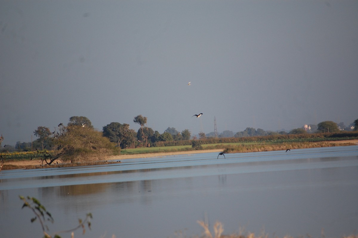 Knob-billed Duck - ML647083245