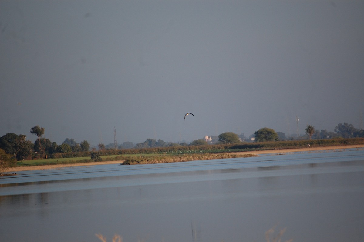 Knob-billed Duck - ML647083246