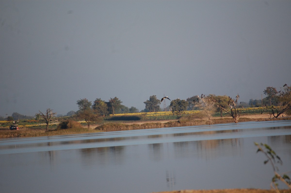 Knob-billed Duck - ML647083248