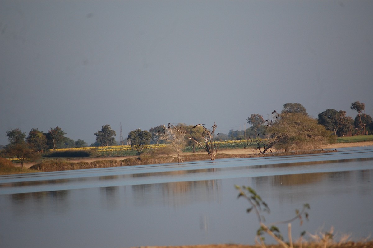 Knob-billed Duck - ML647083249