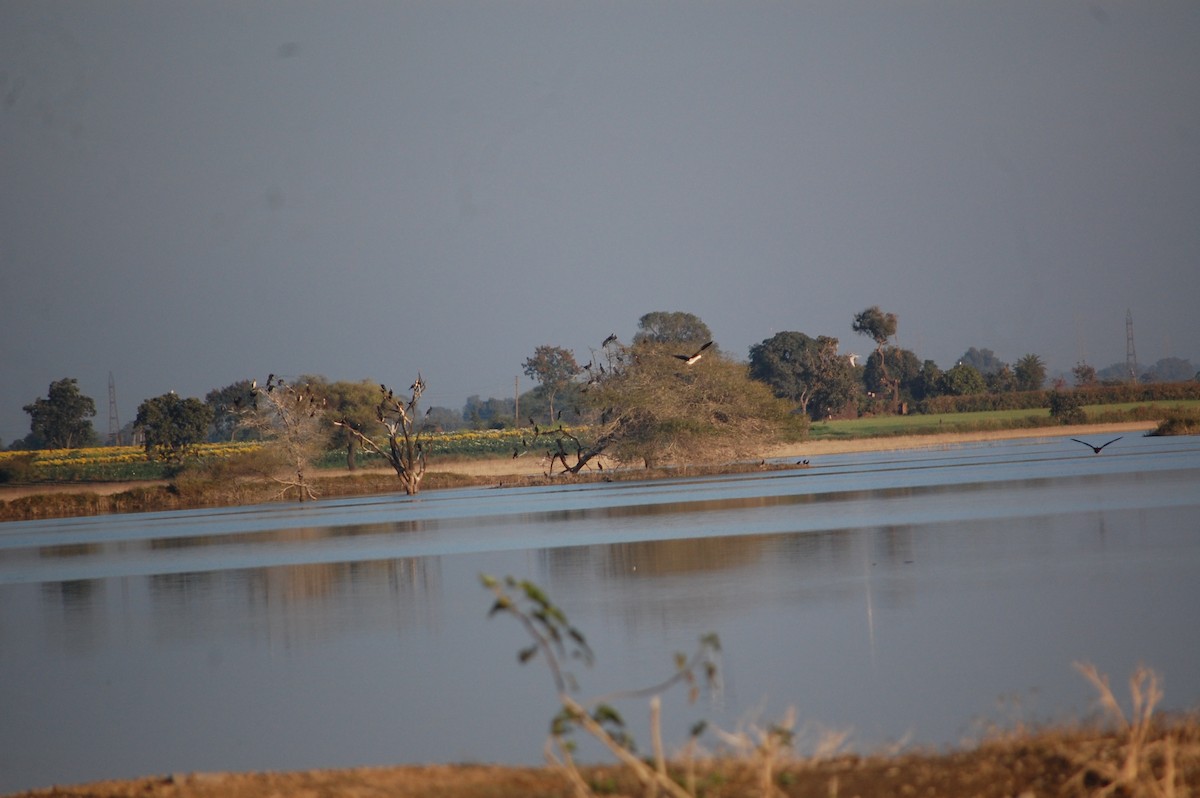 Knob-billed Duck - ML647083250