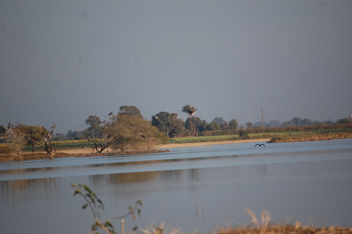 Knob-billed Duck - ML647083251