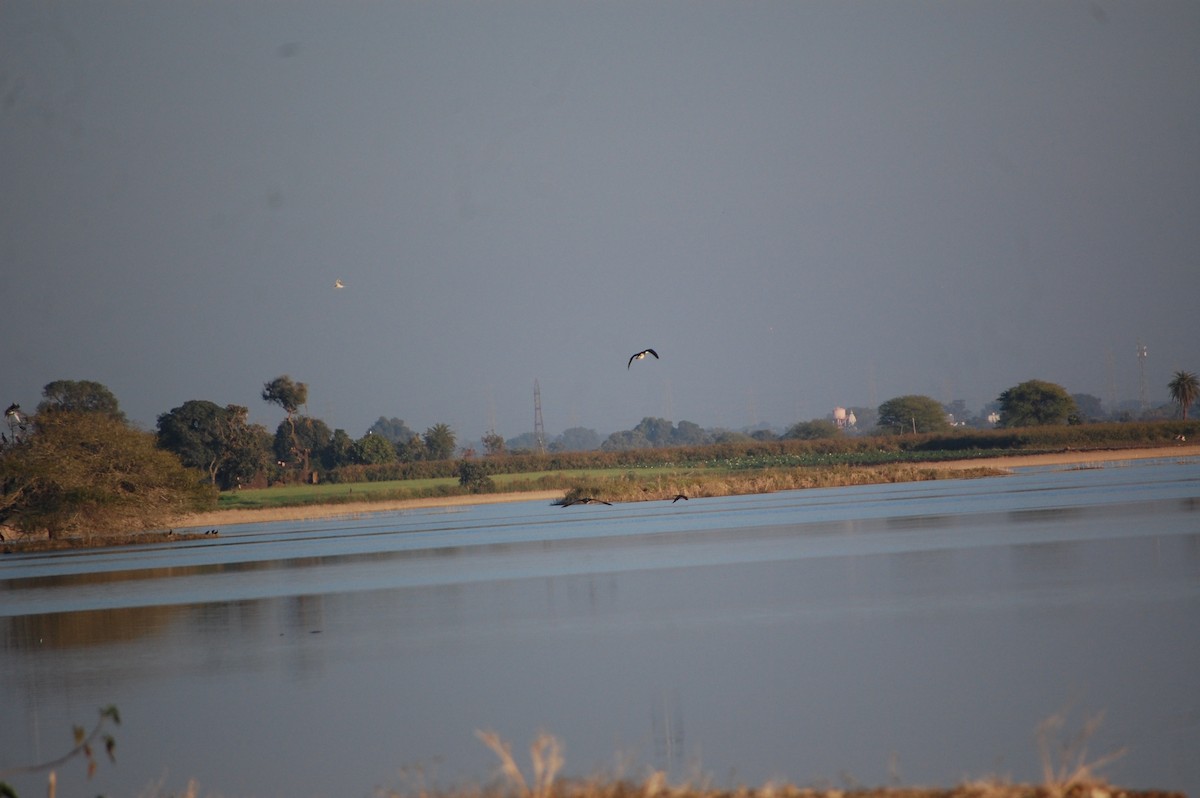Knob-billed Duck - ML647083252