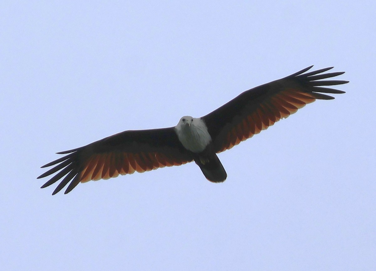 Brahminy Kite - ML647083259