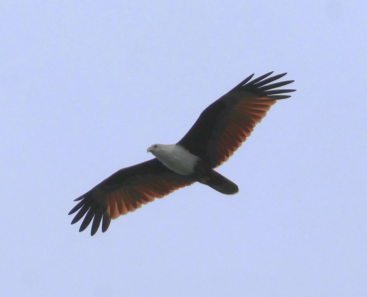 Brahminy Kite - ML647083260