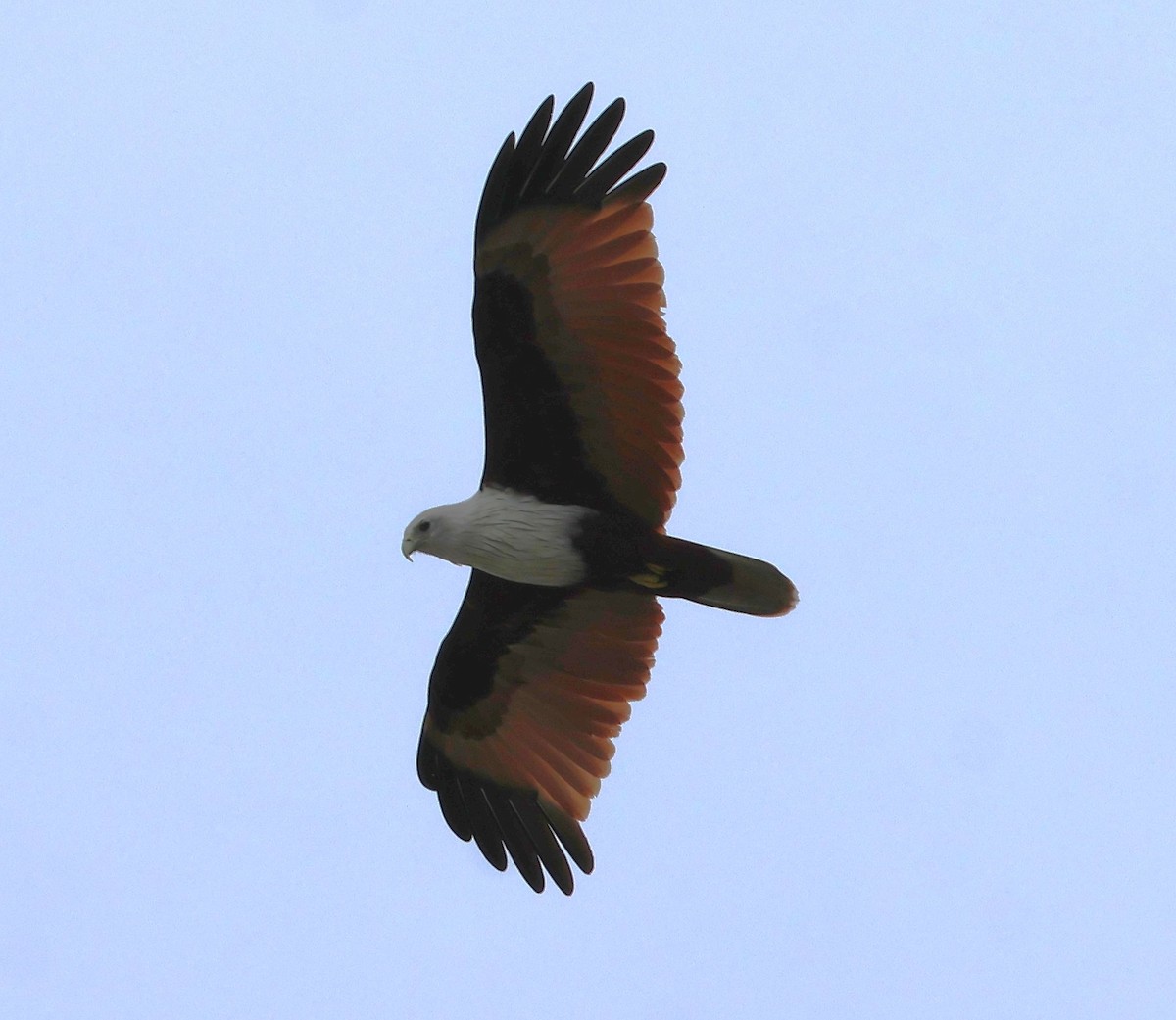 Brahminy Kite - ML647083261